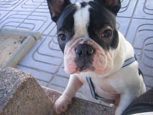Este es GOLUM,es muy jugueton y cariñoso,le encanta salir a la calle a correr ,y le gusta subirse a mis piernas y dormirse mientras lo acaricio.